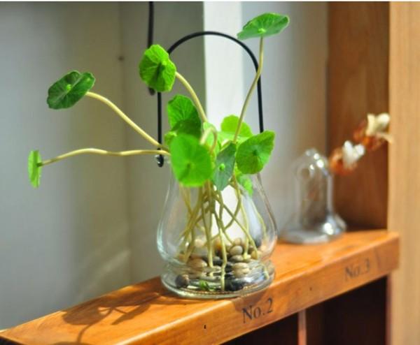 水培的植物夏季出现黄叶? 这几个原因, 总有一个你是中招了!