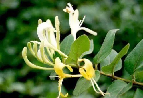 这几种重口味食物, 是妇科炎症的“灭火器”! 最后一种很多人没吃过