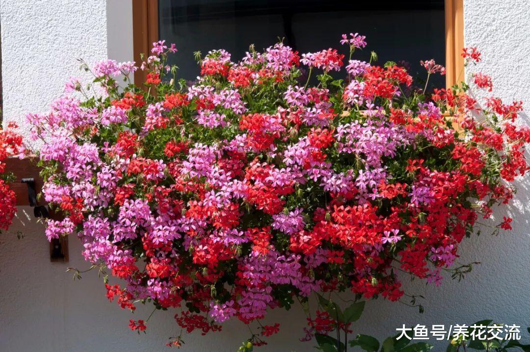 没想到天竺葵还有这么多品种, 你还以为它只有臭味的品种吗?