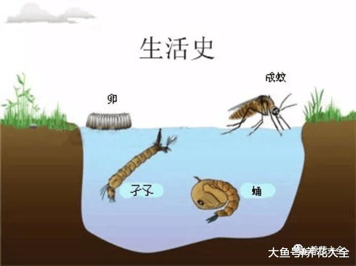 水培瓶里放条鱼, 根肥叶绿不招虫!