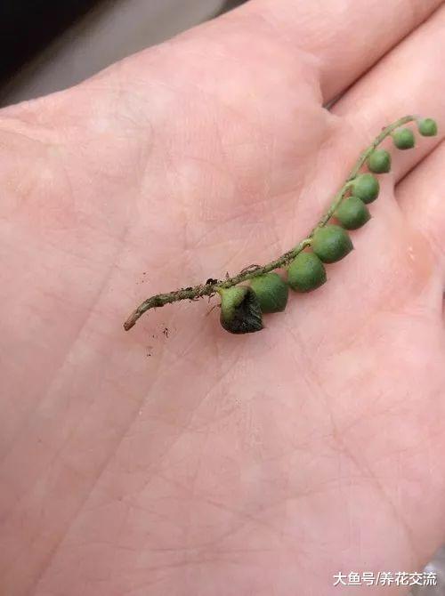 珍珠吊兰用这些技巧养护, 每年都能开出清新的小花