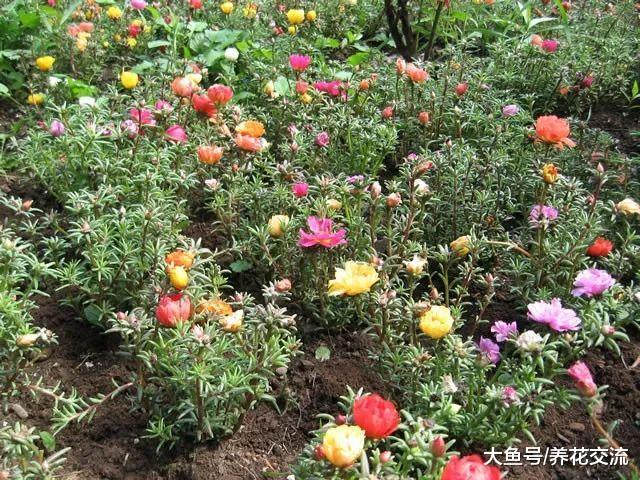 松叶牡丹种院子、阳台上很快就能长成一片小花坛