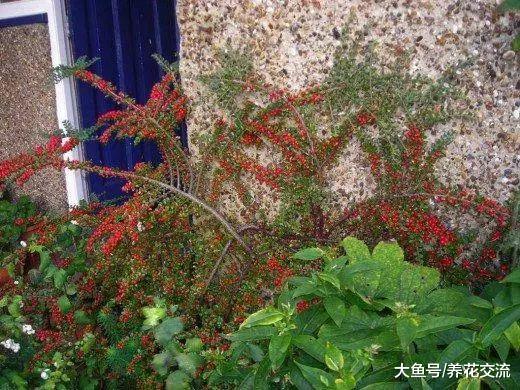 在树荫下生长开花特别好的10种花, 在半阴和凉爽的地方养才好