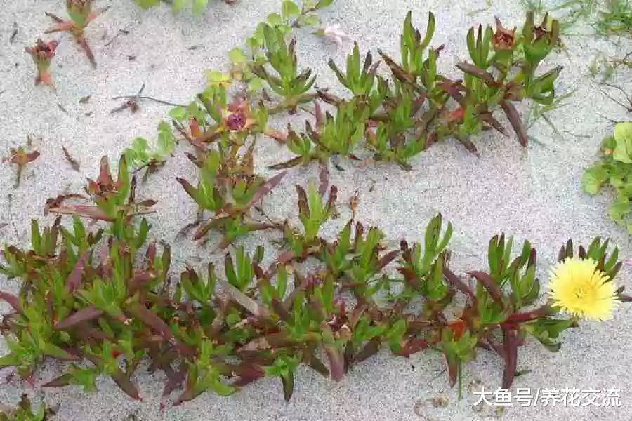 你以为多肉植物都怕冷, 零下10多度也能存活的算耐寒不?