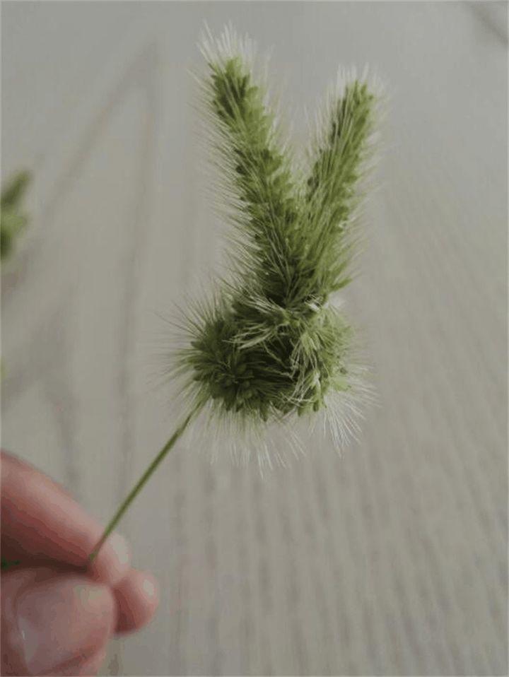 狗尾巴草的兔子, 红薯叶的项链, 这是属于童年的记忆!