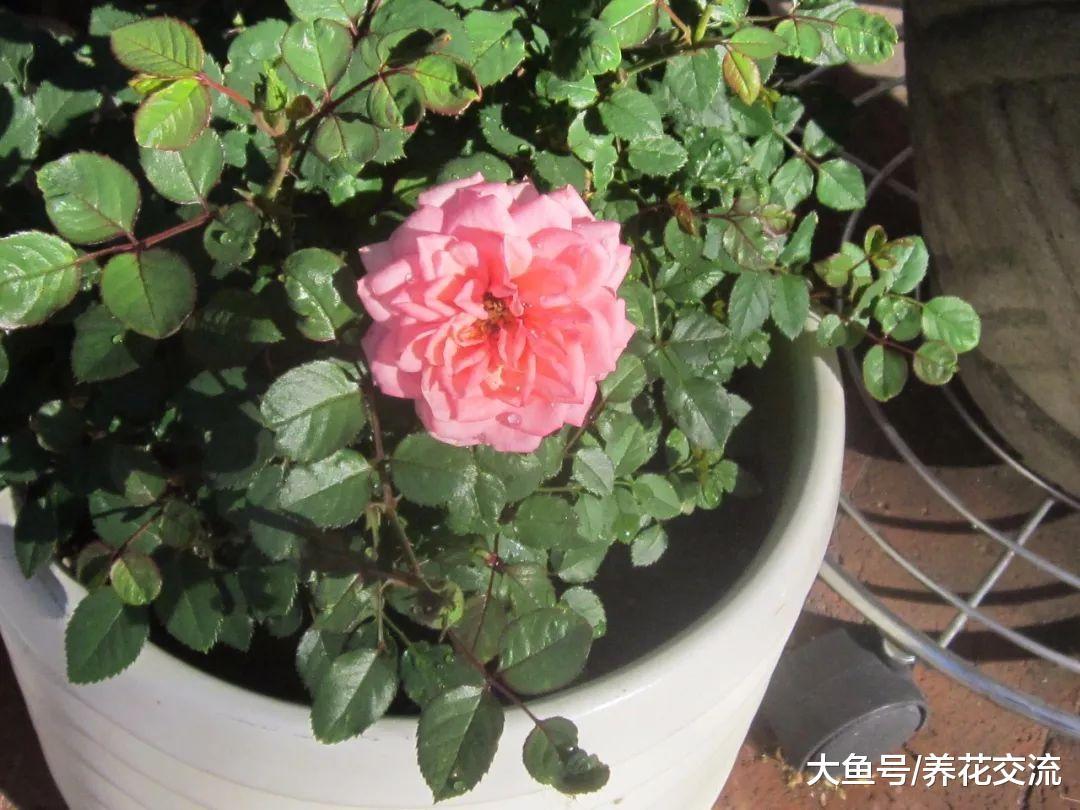 月季花在春天没有进行修剪, 难怪夏秋季节花朵越开越少