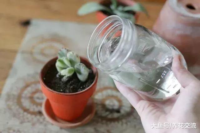 教你养好家里可爱的熊童子多肉盆栽, 不怕掉叶子