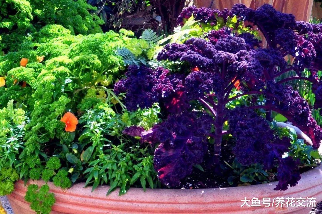 10种非常适合栽种在院子里的盆栽蔬菜, 还有灿烂迷人的花朵