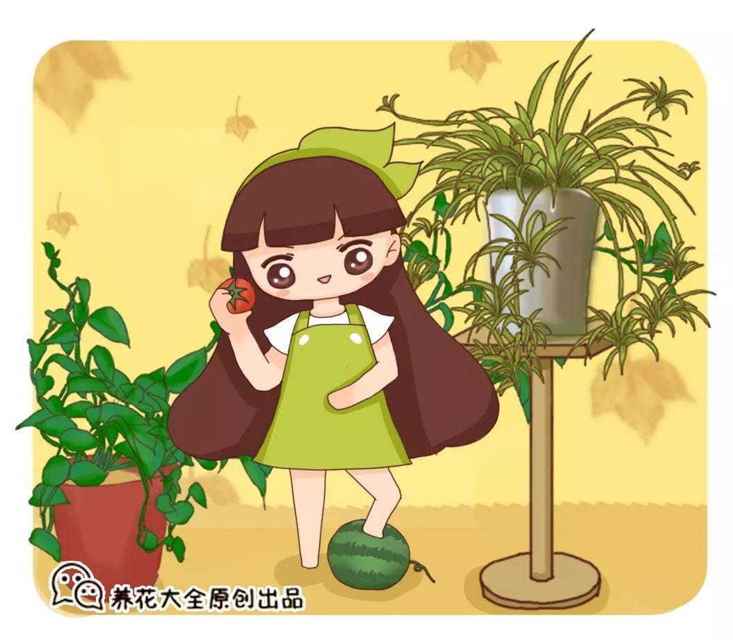 西红柿当花肥? 给花吃点, 枝条蹭蹭长不停!
