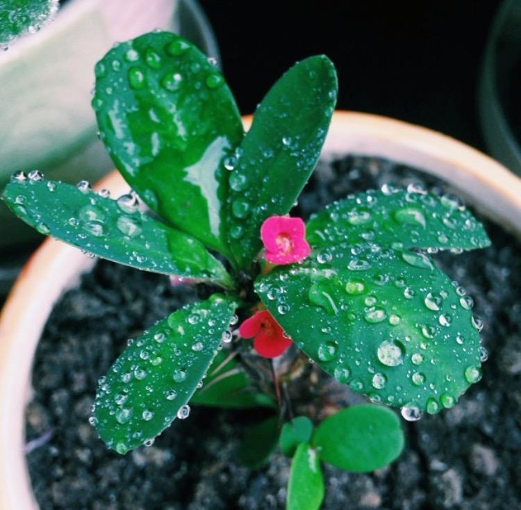 虎刺梅的花期到了, 但是我的没开花, 发现这4点没做好