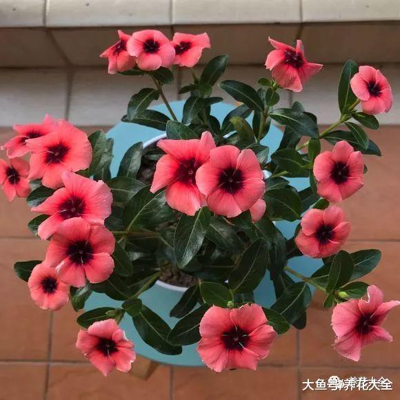 想要花开满盆? 那就做到这几点, 花期还能延长半个月!