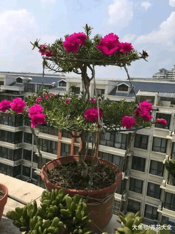 把太阳花养成了老桩, 邻居看了都羡慕