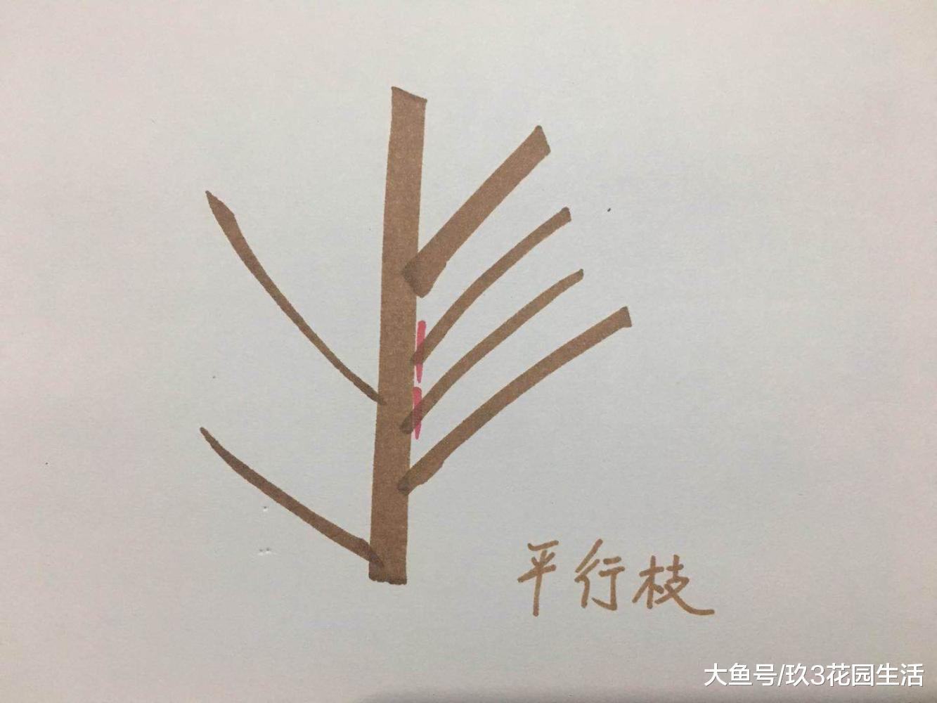 园林绿化中树木修剪的那些事儿(二)