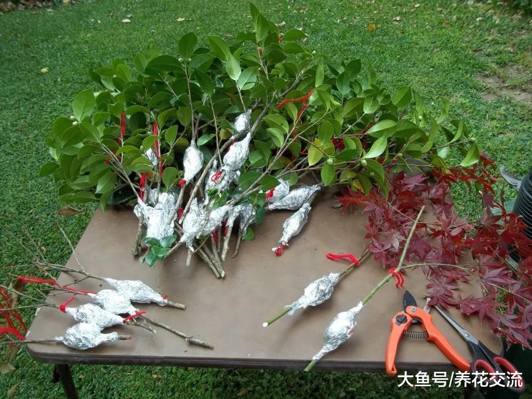 用茶花的枝条扦插繁殖, 几个月养成新的盆栽茶花