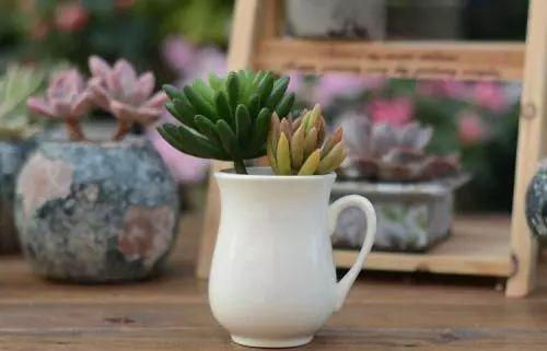 多肉怎么水培? 到底是水培的多肉好? 还是土培的多肉更强壮呢?