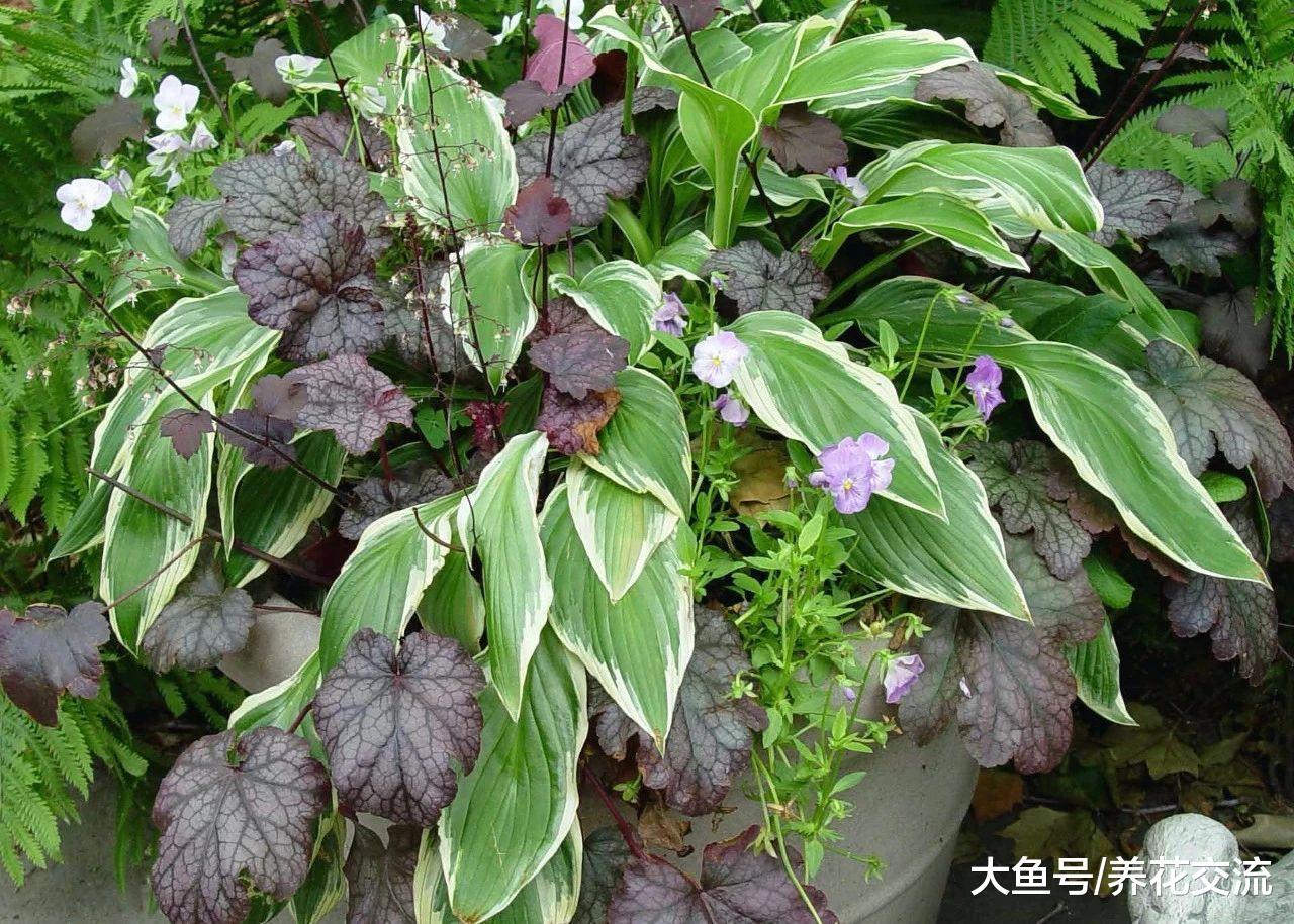 在院子、阳台阴凉处也能开出清香花朵的玉簪花, 有很多品种