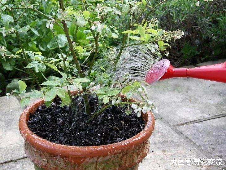 在家里种蓝莓掌握这10个技巧, 想要开花结果就很简单了