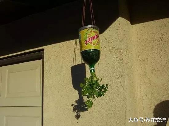 废弃的汽水瓶变成倒挂的吊盆, 将草本花卉直接种上去就能活