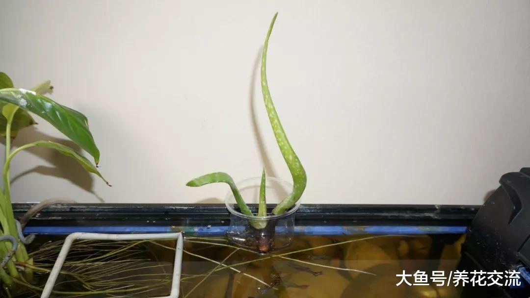 芦荟水培繁殖, 千万不要放放窗台上晒, 很快就变色了