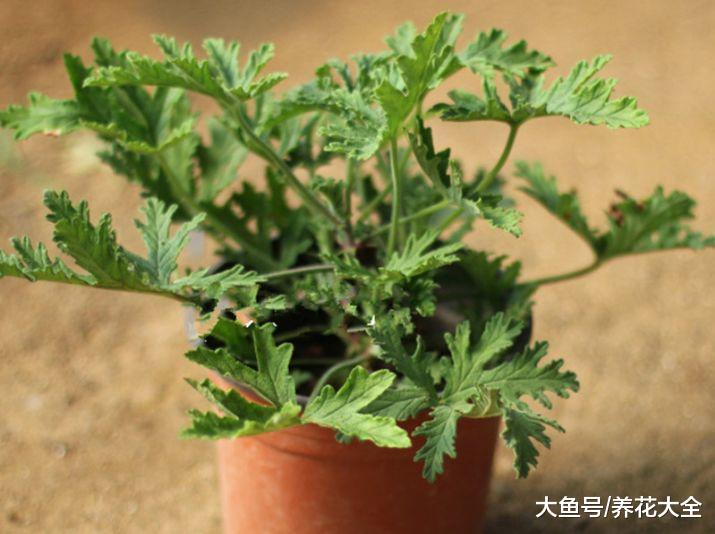 7种驱蚊植物, 好看又好养, 比花露水还管用!