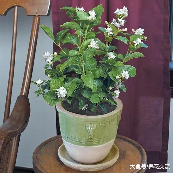 比较老式的室内盆栽观赏植物, 这些植物摆在客厅老人家会很喜欢