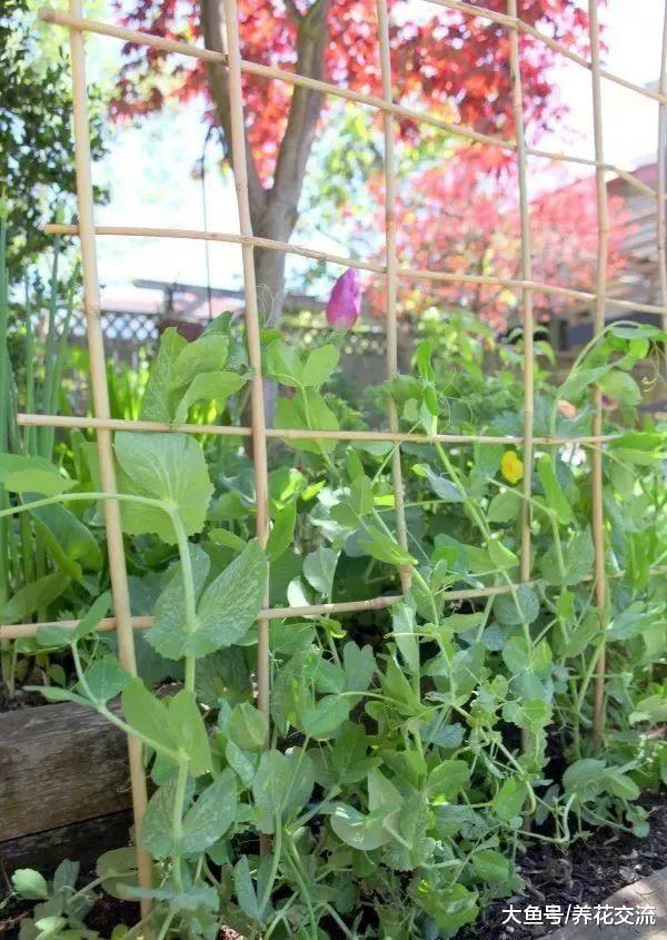 5种适合栽种在小空间的盆栽蔬菜, 在阳台上就能种出一片菜园