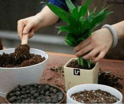 给花换土, 就往里掺这3样“石头”, 不花钱, 花根壮!