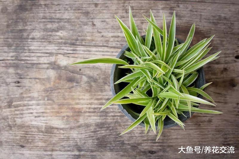 可以在低光照的小公寓里面生长的5种植物, 新手也难将它们养死