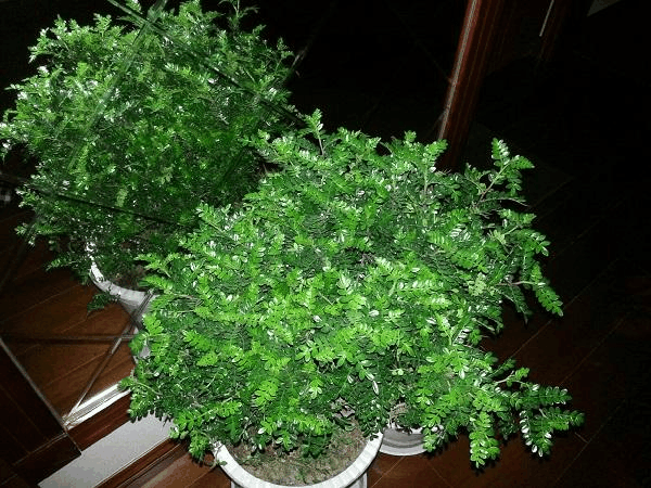 冬天“空气”差, 家里养这“3种”树, 自带香味, 空气清新!