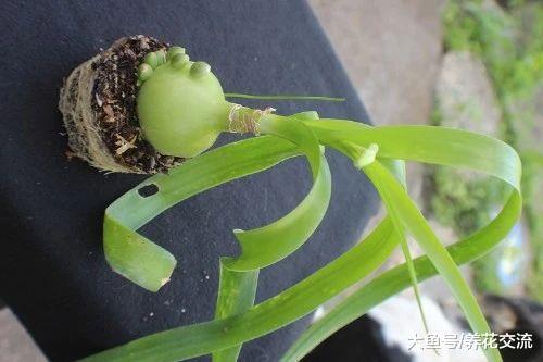容易被误认为是大蒜的海葱盆栽, 养在窗台边还能开精致的花朵