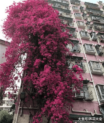 100年的杜鹃开花千朵, 15年的三角梅8层楼高, 咋养的?