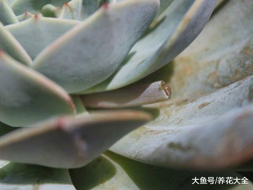 多肉铜钱草开花后赶紧剪, 否则立马死翘翘了!