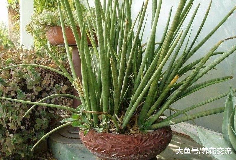 在家里容易养护的10种盆栽绿植, 都是低维护的植物