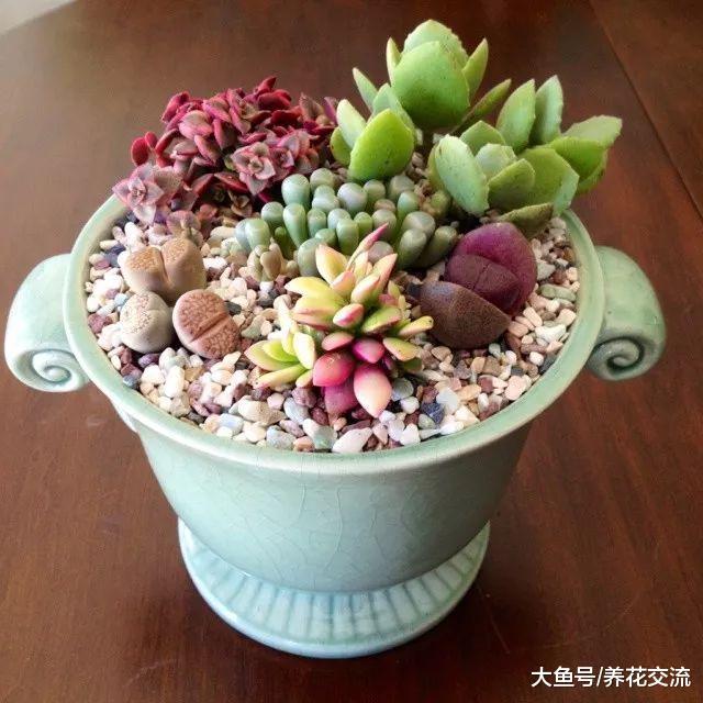 10种适合栽种在花盆里的多肉植物, 养成室内盆栽也能生长良好