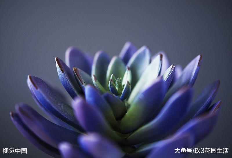 炎热的夏季如何养好多肉植物?
