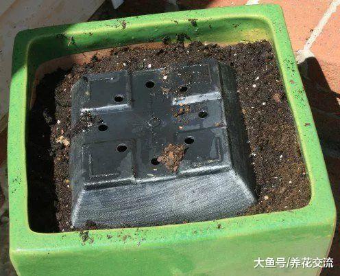 废弃的旧土没有处理就种花, 难怪植物不断感染病虫害