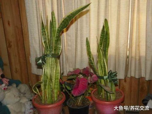 室内盆栽养护虎皮兰要多久才需要换盆一次呢?