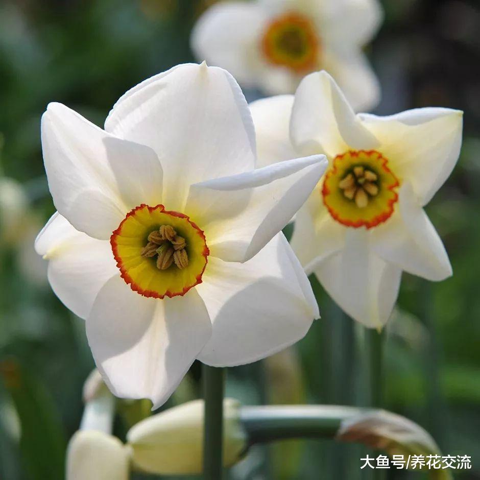 11种花朵特别好看的盆栽花卉, 但很少人能将它们养好