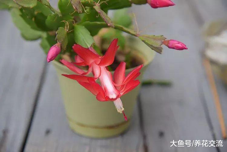 蟹爪兰一年开2次花的技巧, 还能用玻璃罐子繁殖