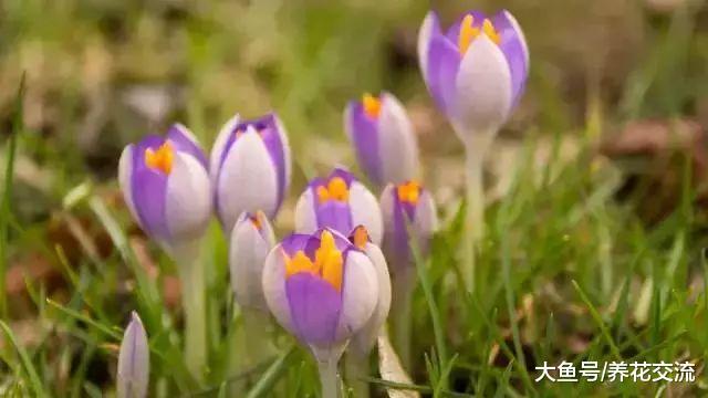 草坪种上这些球茎花卉, 没想到这么好看