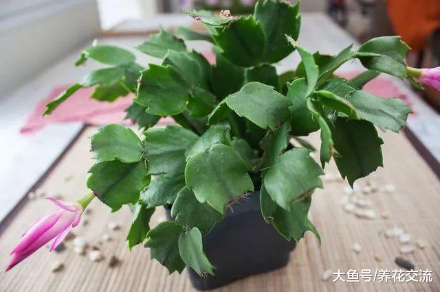 蟹爪兰的移栽和浇水注意, 夏天要怎么养冬春时节才好开花呢