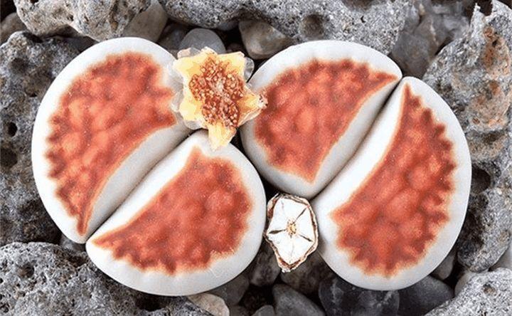 盆里种点“小屁股”, 颗颗颜色不一样, 胖嘟嘟的长满盆!