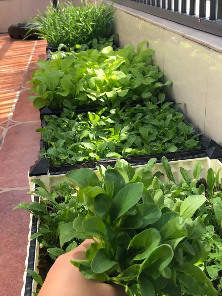 这6种盆栽菜, 冬天养一盆, 半个月就能吃一茬!