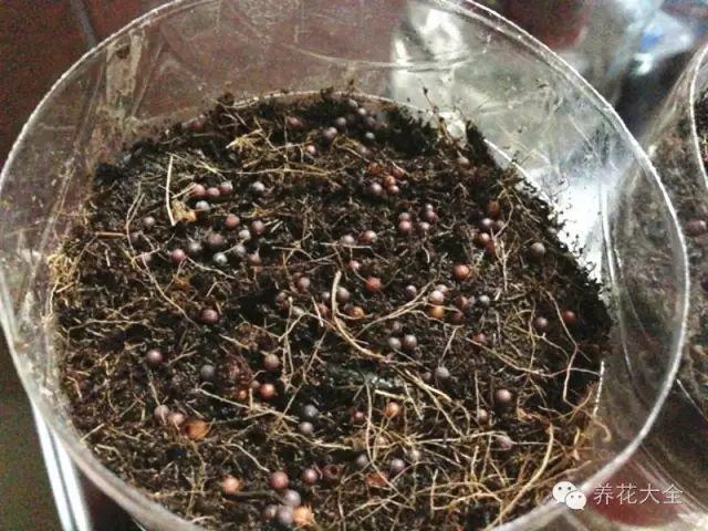 3种傻瓜播种法, 出芽率百分百, 真没你想象中那么难!