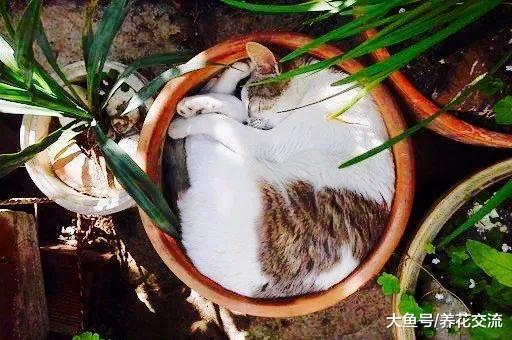 如果你家里的猫经常破坏盆栽植物, 可以用这几种方法防治