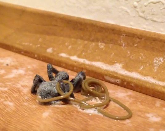 女子住酒店发现一只蜘蛛, 将喷虫剂喷它身上后, 她顿时感到恶心