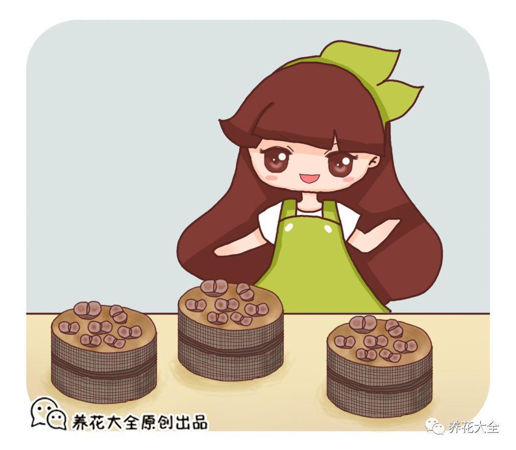 路边捡个蜂窝煤, 拿来养多肉, 夏天也能蹭蹭长!