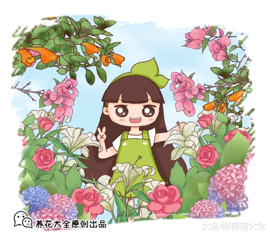 栀子月季不开花? 学1招, 想开几次开几次!