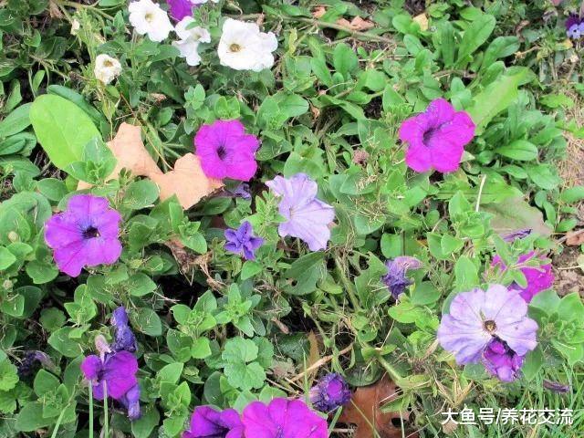 北方的朋友没有养这些耐寒花卉, 难怪秋冬季节室外就没花看了