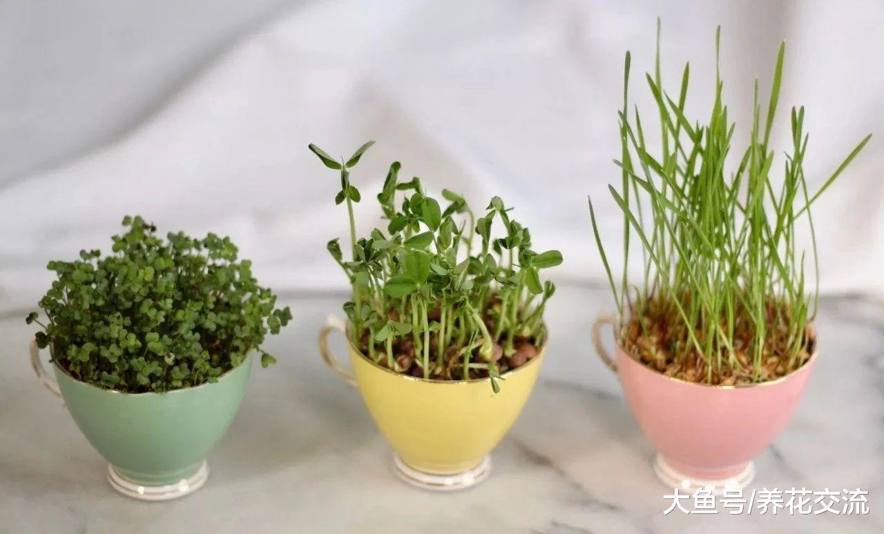 在家里随便用一个容器加一点水就能养成菜苗, 一两周就能吃